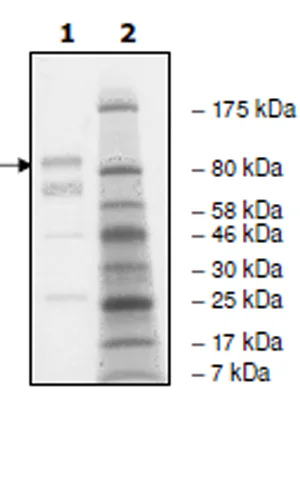 SDS-PAGE - Recombinant human EGFR (mutated T790M + L858R) protein (Active) (GST N-Term + 6x His tag C-Term) (AB271495)