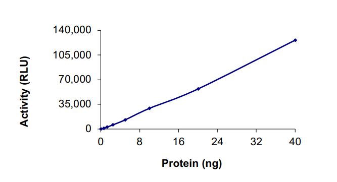 Recombinant human EGFR (mutated T790M) protein (Active)