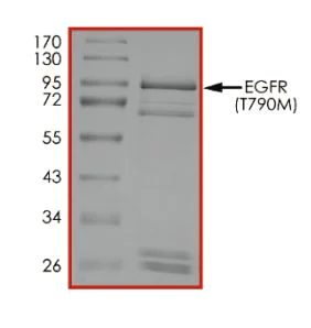 SDS-PAGE - Recombinant human EGFR (mutated T790M) protein (Active) (AB268513)