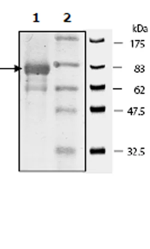 SDS-PAGE - Recombinant human EGFR (mutated T790M) protein (Active) (GST N-Terminus + 6x His tag C-Terminus) (AB271493)