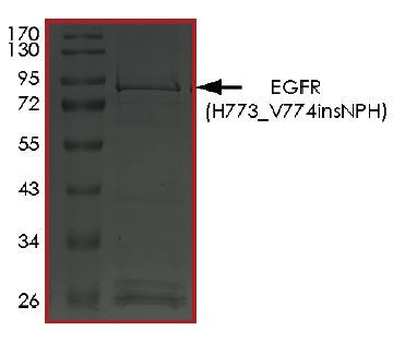 Recombinant human EGFR protein