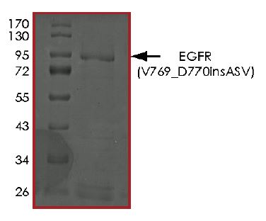 Recombinant human EGFR protein