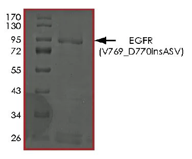 SDS-PAGE - Recombinant human EGFR protein (AB268514)
