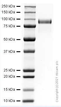 SDS-PAGE - Recombinant Human EGFR protein (AB282385)