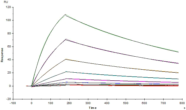 Functional Studies - Recombinant human EGFR protein (Active) (AB155639)