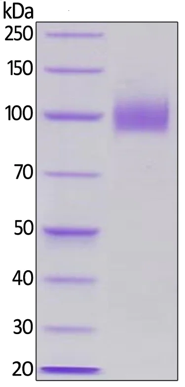 SDS-PAGE - Recombinant human EGFR protein (Active) (AB155639)