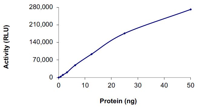 Recombinant human EGFR protein (Active)