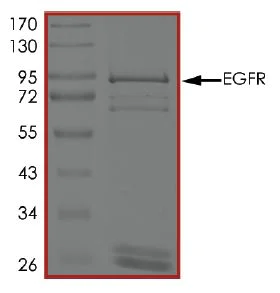 SDS-PAGE - Recombinant human EGFR protein (Active) (AB268518)