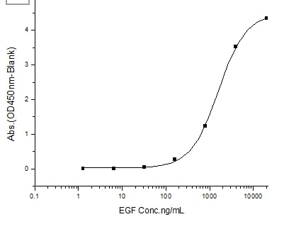 Recombinant human EGFR protein (Fc Chimera)