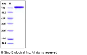 SDS-PAGE - Recombinant human EGFR protein (Fc Chimera) (AB276191)