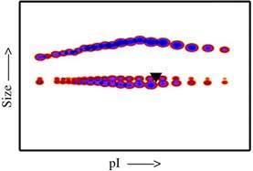 Functional Studies - Recombinant human EGFR protein (Fc Chimera) (AB84002), expandable thumbnail