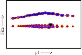 Functional Studies - Recombinant human EGFR protein (Fc Chimera) (AB84002)
