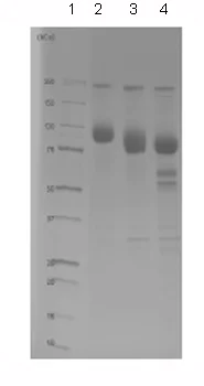 SDS-PAGE - Recombinant human EGFR protein (Fc Chimera) (AB84002)