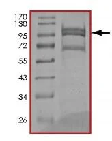 SDS-PAGE - Recombinant human EGFR protein (Mutant) (GST tag N-Terminus) (AB208473)