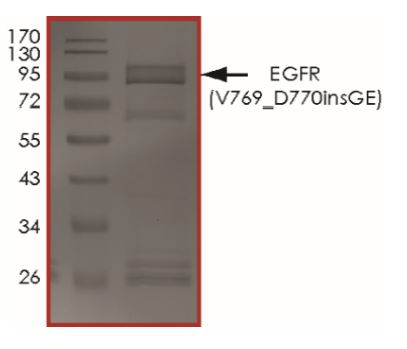 Recombinant human EGFR protein (V769_D770insGE) (Tagged)