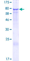 SDS-PAGE - Recombinant Human EHD2 protein (GST tag N-Terminus) (AB132288)