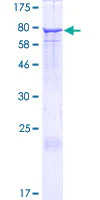 SDS-PAGE - Recombinant Human EHD2 protein (GST tag N-Terminus) (AB132288)