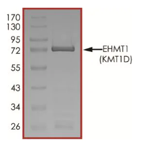 SDS-PAGE - Recombinant human EHMT1/GLP protein (Active) (AB268519)