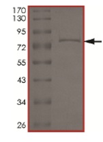 SDS-PAGE - Recombinant human EHMT2/G9A protein (AB167966), expandable thumbnail