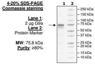 Recombinant human EHMT2/G9A protein
