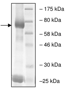 SDS-PAGE - Recombinant human EHMT2/G9A protein (GST tag N-Terminus) (AB198156)
