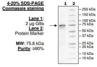 SDS-PAGE - Recombinant human EHMT2/G9A protein (GST tag N-Terminus) (AB80323)