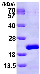 SDS-PAGE - Recombinant Human EIF1AX protein (His tag N-Terminus) (AB101058)