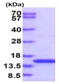 SDS-PAGE - Recombinant Human EIF1B protein (AB104647)