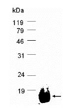 SDS-PAGE - Recombinant Human eIF3K protein (AB80036)