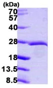 SDS-PAGE - Recombinant Human eIF3K protein (His tag N-Terminus) (AB104639)