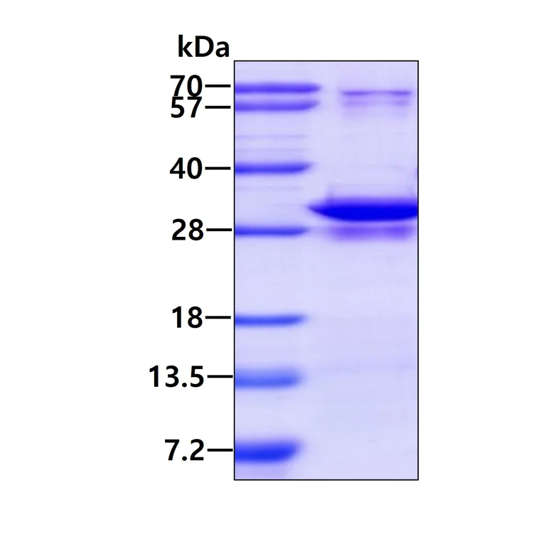 SDS-PAGE - Recombinant Human EIF3S1/EIF3J protein (AB113578)