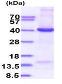 SDS-PAGE - Recombinant Human EIF3S2 protein (denatured) (His tag N-Terminus) (AB171491)