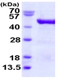 SDS-PAGE - Recombinant Human eIF4A3 protein (AB123151)
