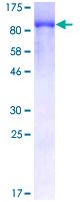 SDS-PAGE - Recombinant Human eIF4B protein (AB114511), expandable thumbnail