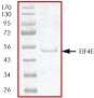 SDS-PAGE - Recombinant Human eIF4E protein (AB56276)