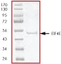 SDS-PAGE - Recombinant Human eIF4E protein (AB56276)