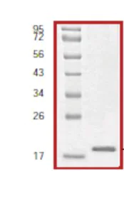 SDS-PAGE - Recombinant Human eIF4EBP1 protein (AB60007)