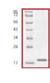 SDS-PAGE - Recombinant Human eIF4EBP1 protein (AB60007)