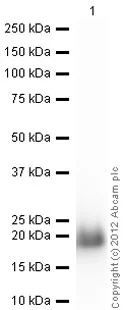 Western blot - Recombinant Human eIF4EBP1 protein (His tag N-Terminus) (AB60007)
