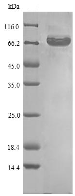 SDS-PAGE - Recombinant Human eIF4G1 protein (Tagged) (AB235068), expandable thumbnail