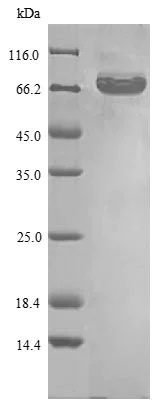 SDS-PAGE - Recombinant Human eIF4G1 protein (Tagged) (AB235068)