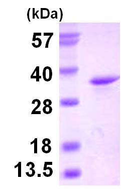 SDS-PAGE - Recombinant Human eIF4H protein (His tag N-Terminus) (AB126684)