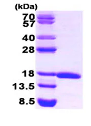 SDS-PAGE - Recombinant Human eIF5A protein (Tag Free) (AB87457)