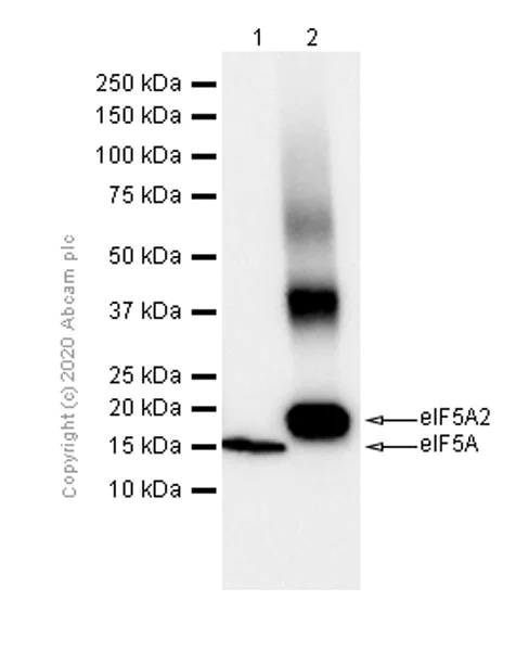 Western blot - Recombinant Human eIF5A protein (Tag Free) (AB87457)