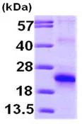 SDS-PAGE - Recombinant Human eIF5A2 protein (AB99140)