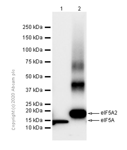 Western blot - Recombinant Human eIF5A2 protein (His tag N-Terminus) (AB99140)