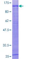 SDS-PAGE - Recombinant Human ELAC2 protein (GST tag N-Terminus) (AB163728)