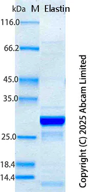 SDS-PAGE - Recombinant Human Elastin Protein Standard (His tag) (AB323064)