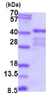 SDS-PAGE - Recombinant Human ELAVL2 protein (His tag N-Terminus) (AB202208)