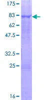 SDS-PAGE - Recombinant Human ELK4 protein (GST tag N-Terminus) (AB158353)